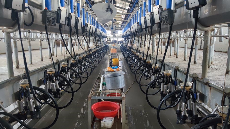 �齫������