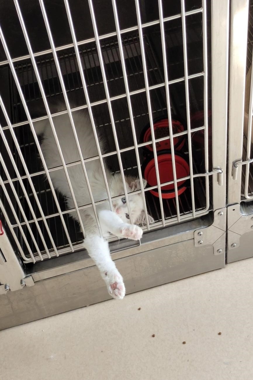 �齫������