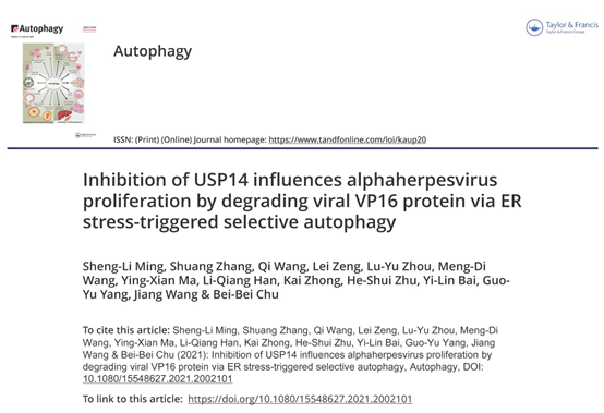 �齫������