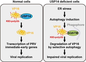 �齫������