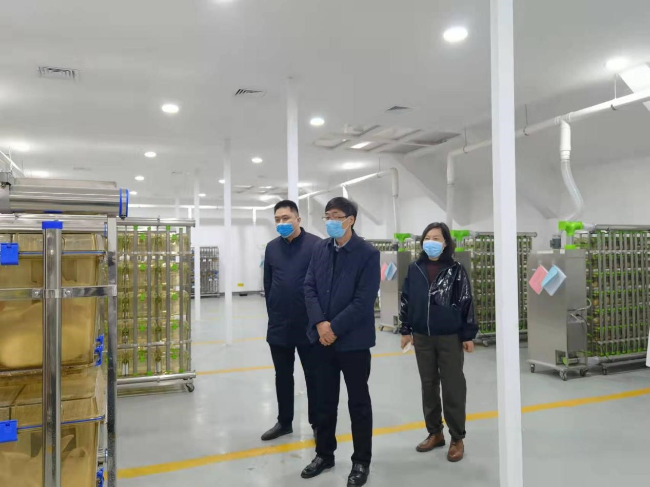 �齫������