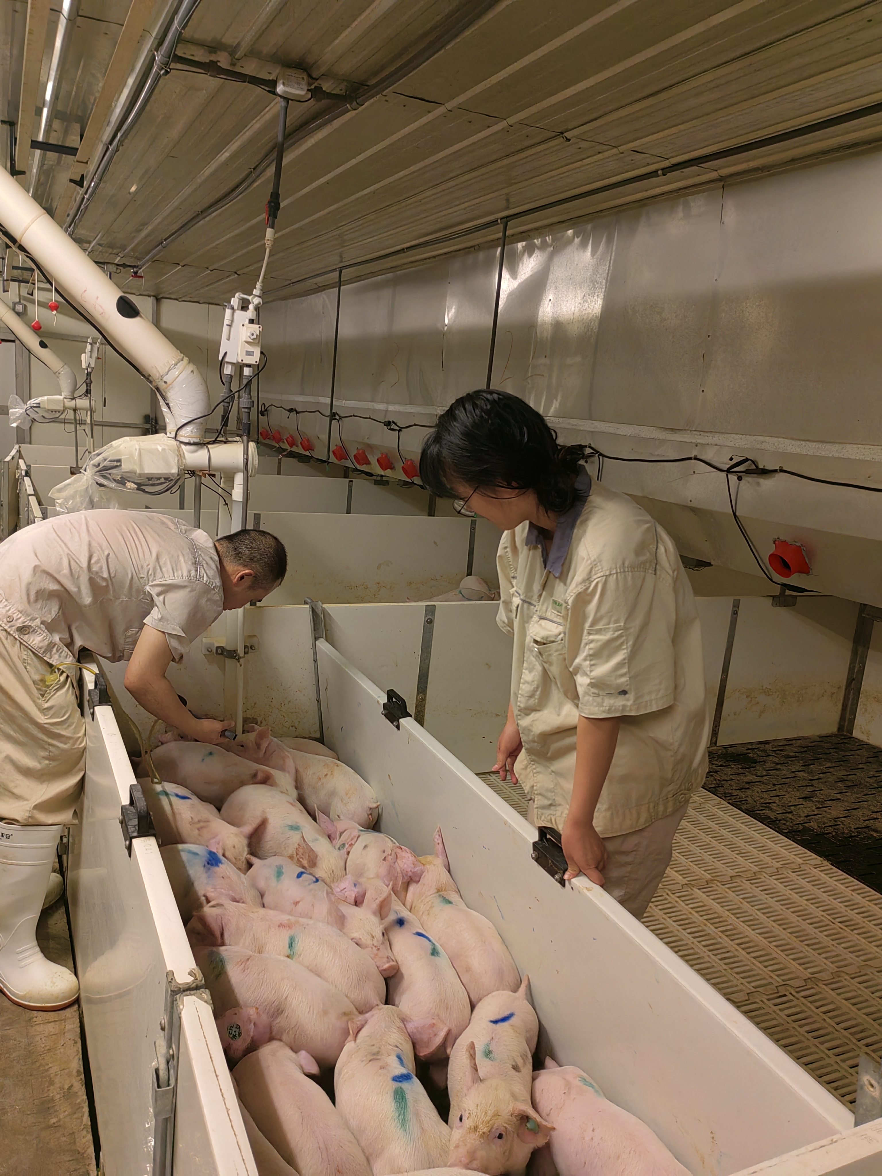 �齫������