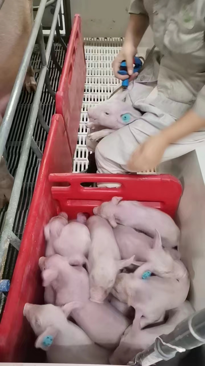 �齫������