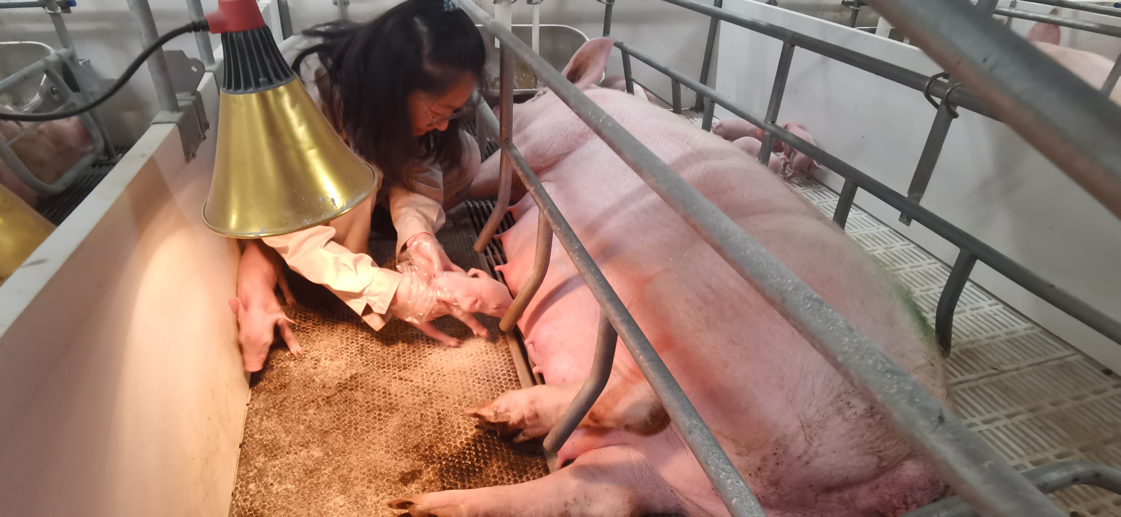 �齫������