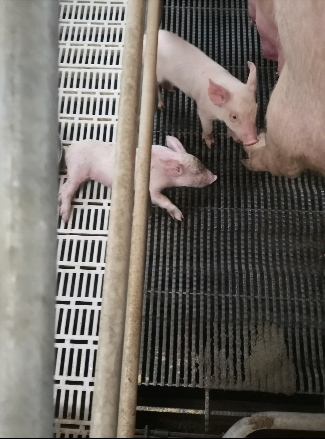 �齫������