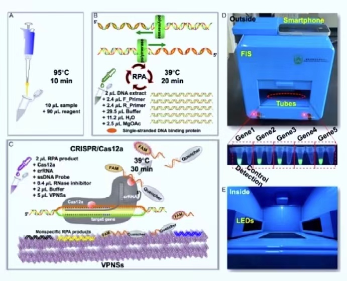 �齫������