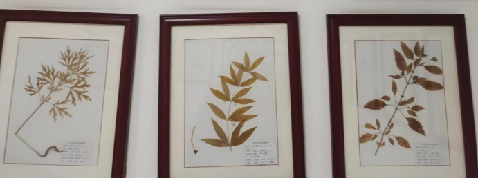 �齫������