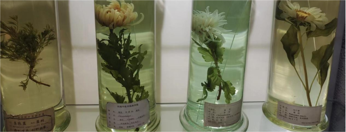 �齫������