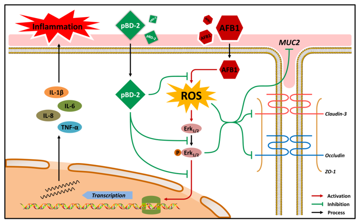 �齫������