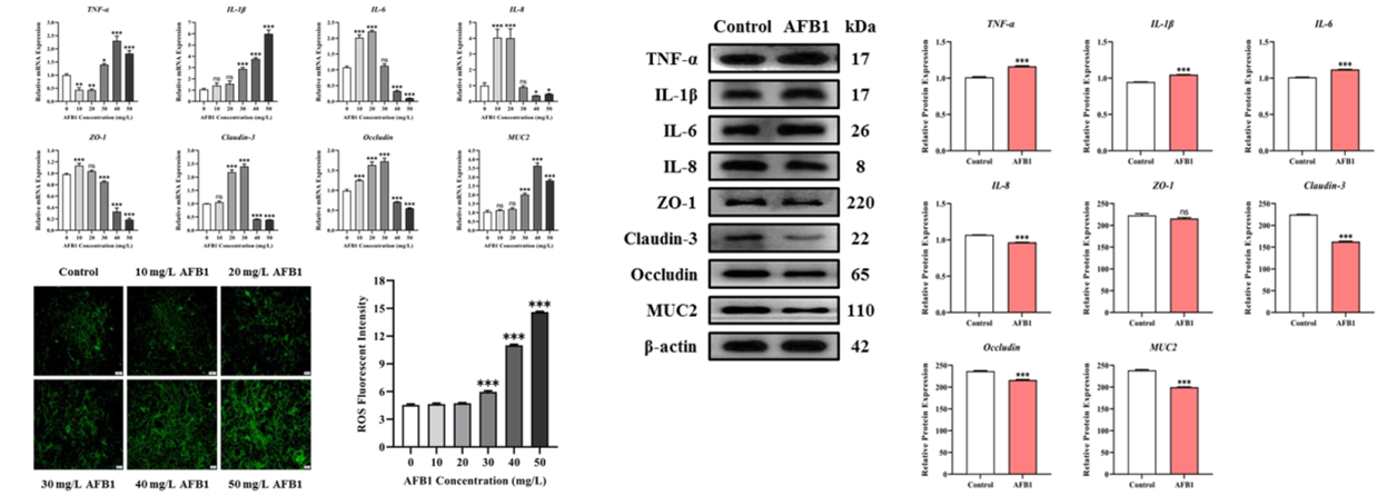 �齫������