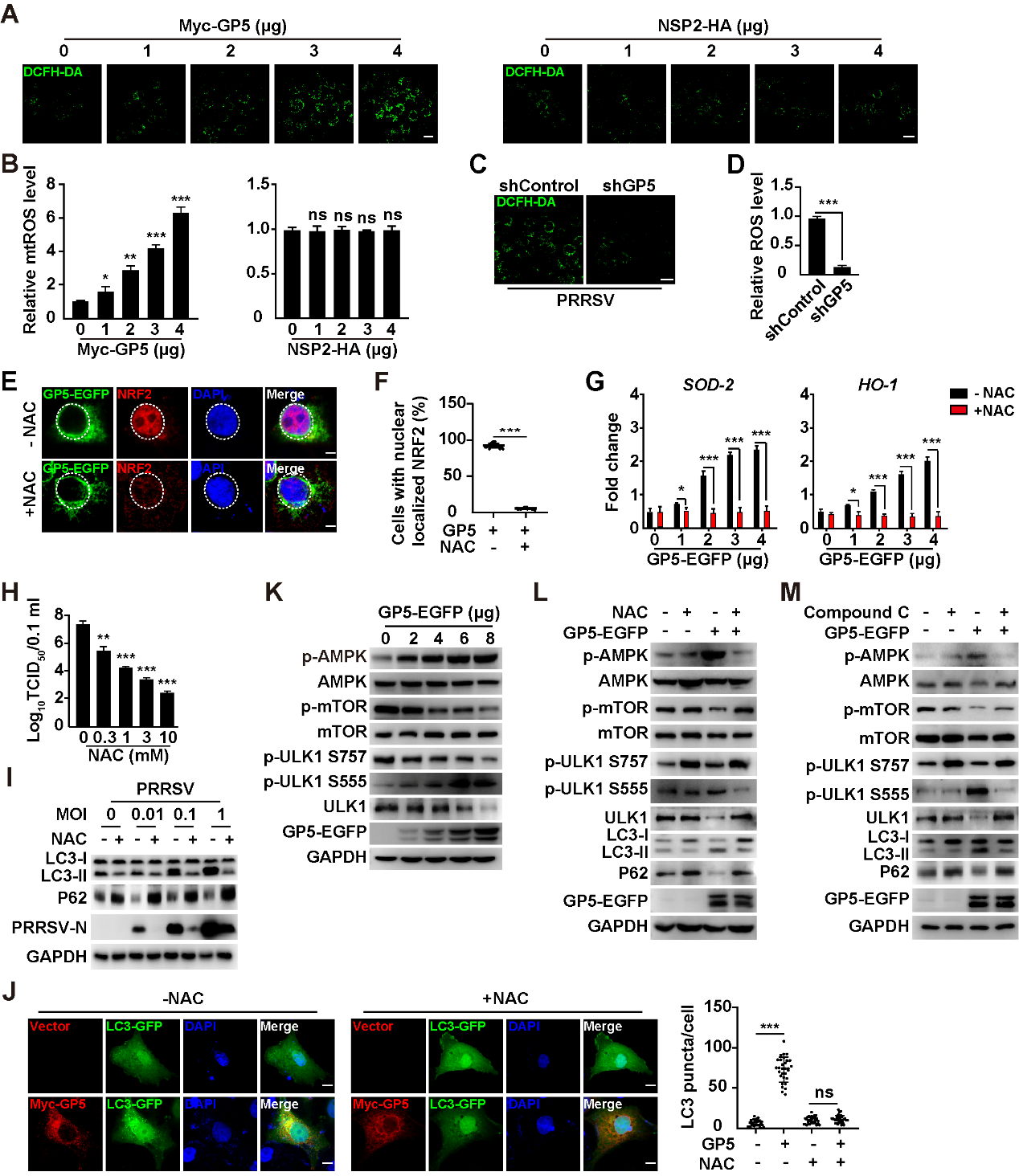 �齫������