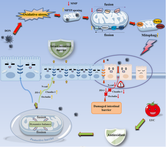 �齫������