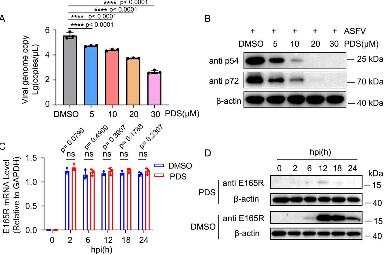 �齫������