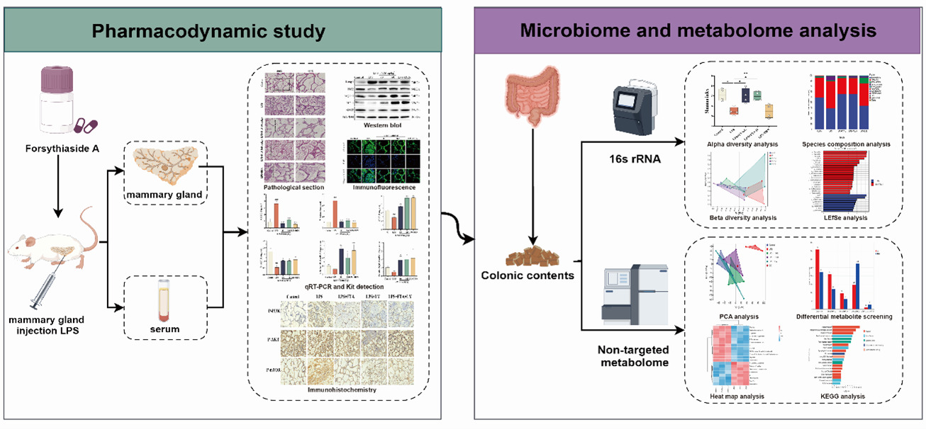 �齫������