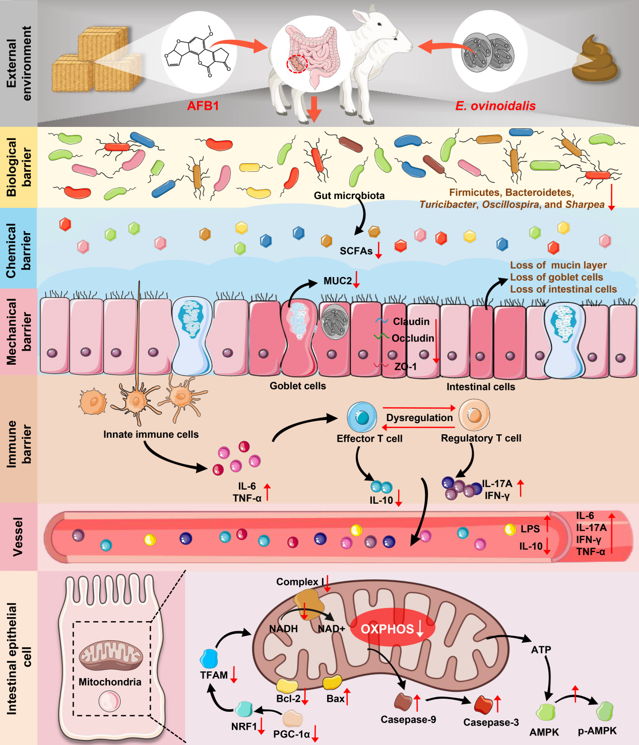 �齫������
