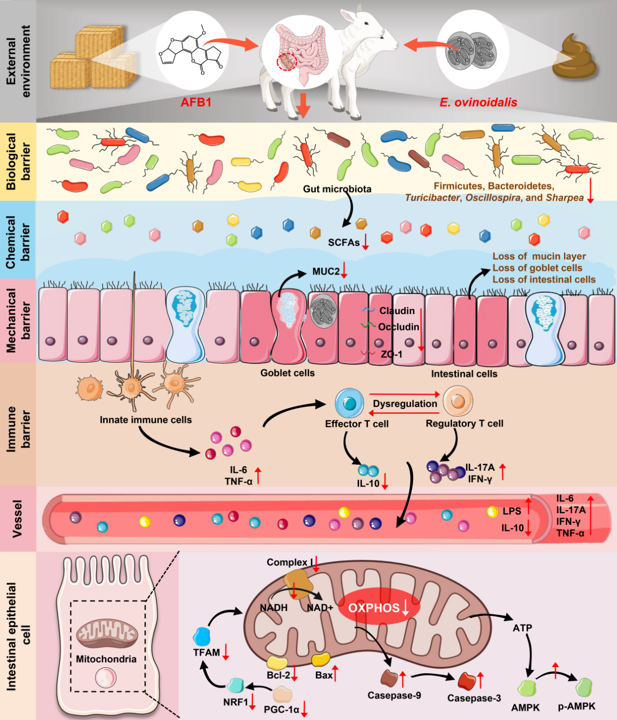 �齫������