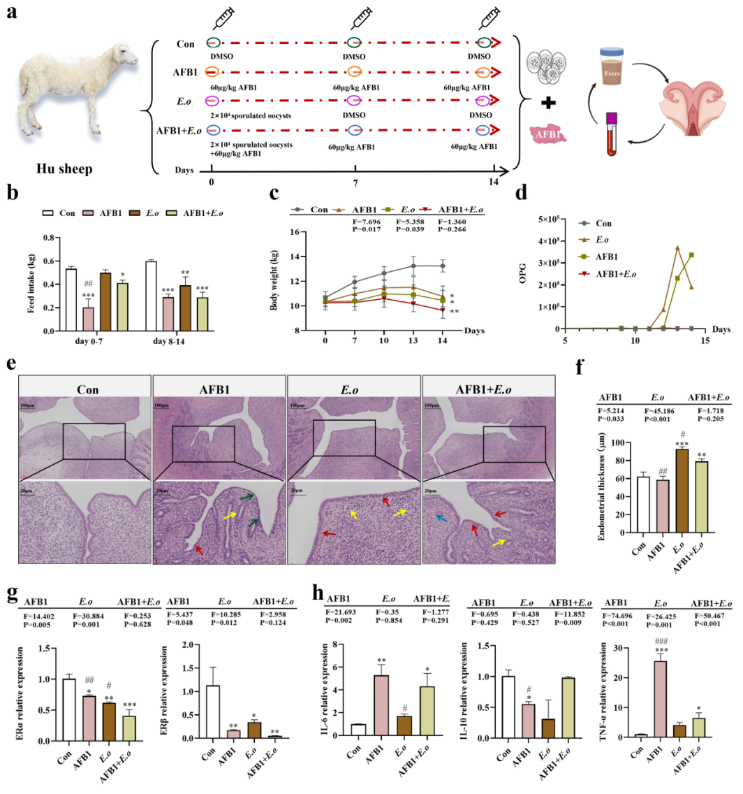 �齫������