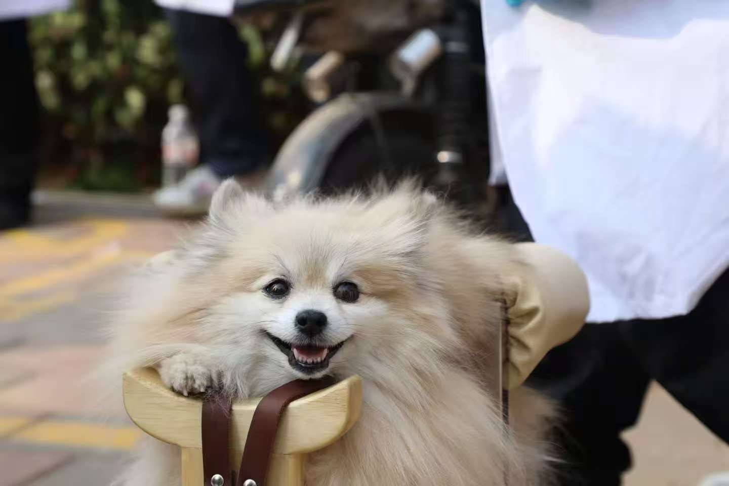 �齫������