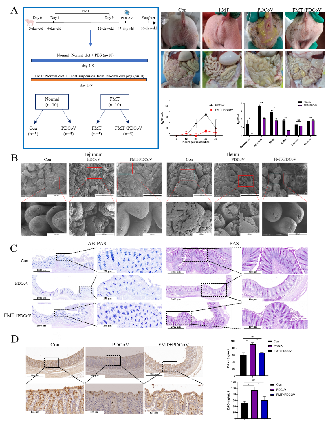 �齫������