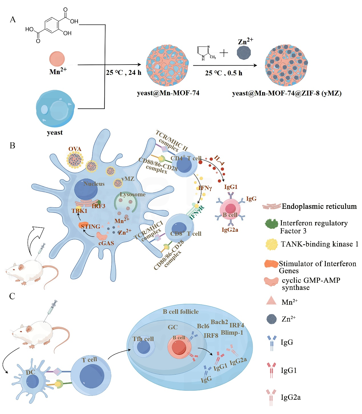 �齫������