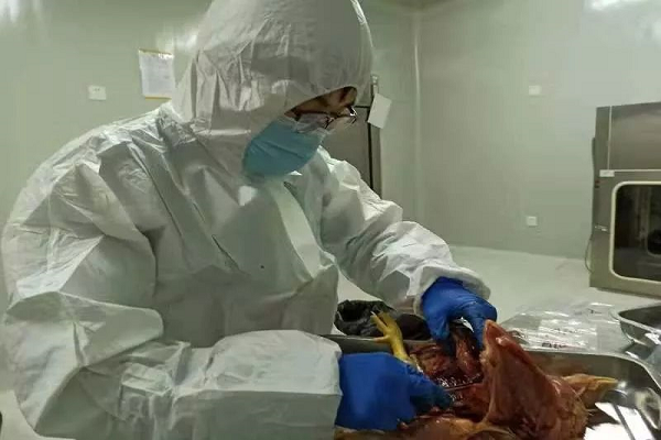 �齫������