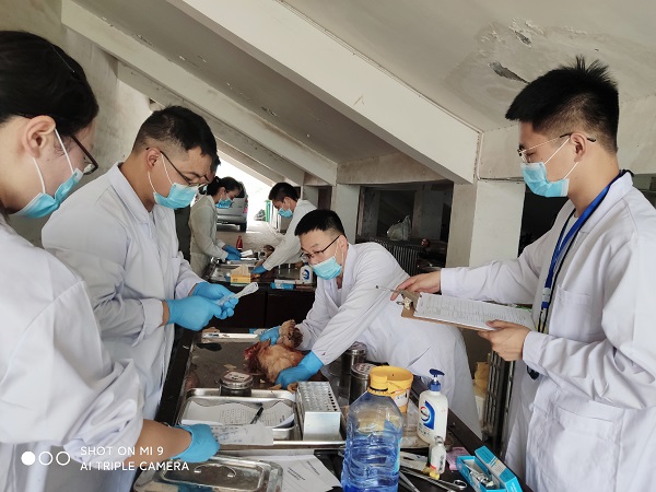 �齫������