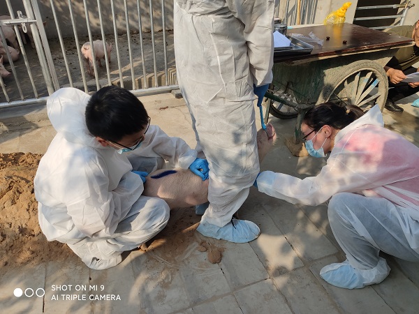 �齫������