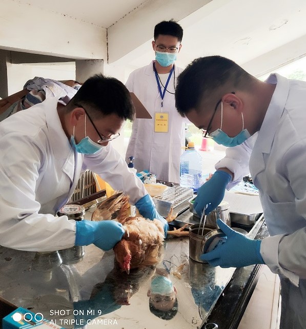 �齫������